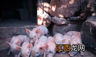 断奶小猪一天吃多少料合适 断奶小猪一天吃多少料