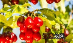 山萸肉与吴茱萸区别在哪 山萸肉与吴茱萸区别