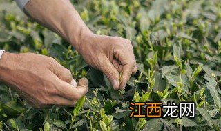 古法手工制茶 手工古法茶口感怎么样