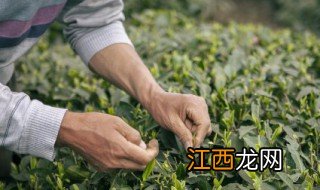 冷水泡茶用什么茶叶泡最佳 冷泡茶用什么茶叶泡比较好