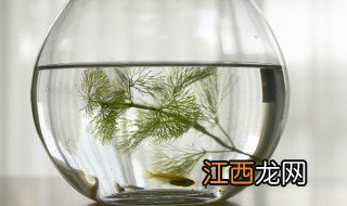 鱼怎么养殖 鱼的养殖方法