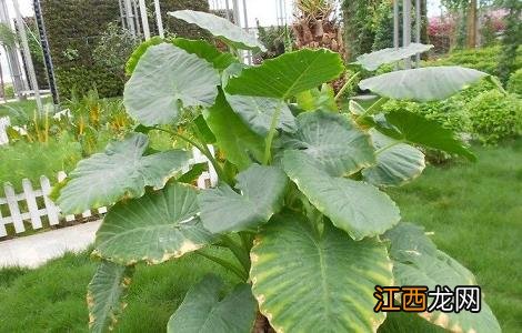 海芋的功效和作用