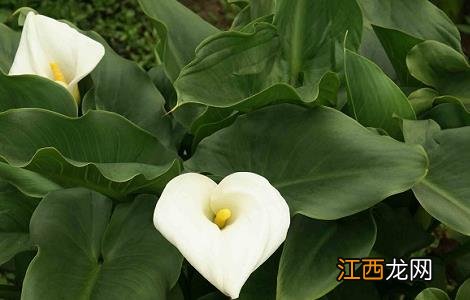 海芋的功效和作用