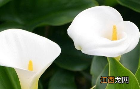 海芋的功效和作用