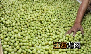 油柑王是什么 油柑王简介