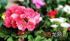 春节家里放什么鲜花最好 春节家里放什么鲜花