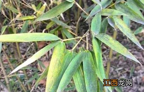 竹沥的功效与作用