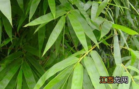 竹沥的功效与作用