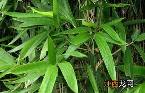 竹沥的功效与作用