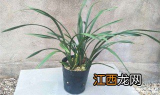 大凤素几月开花 大凤素什么时候开花