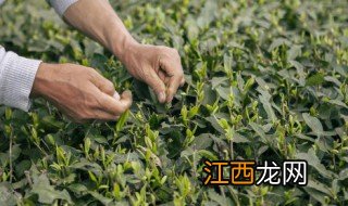 夏天晚上适合泡什么茶 夏天晚上适合泡什么茶喝