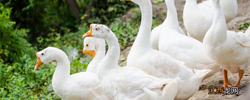 小鹅腿软站不起来吃什么药 小鹅腿软站不起来吃什么药好