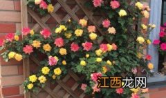 藤彩虹月季种植方法 藤彩虹月季怎么种植