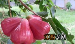 大叶红莲雾种植技术视频 大叶红莲雾种植技术