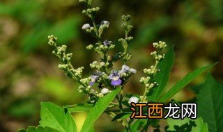 黄荆条的作用与功效图片 黄荆条的作用与功效