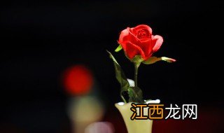 收到玫瑰花怎么养，收到玫瑰花怎么养护