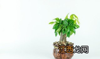 连翘盆景养护 连翘盆景怎么养