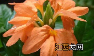 鸟尾花怎么养 鸟尾花怎么养才能开花