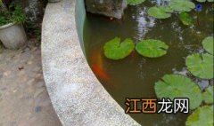 院子里怎么自建鱼池呢 院子里怎么自建鱼池