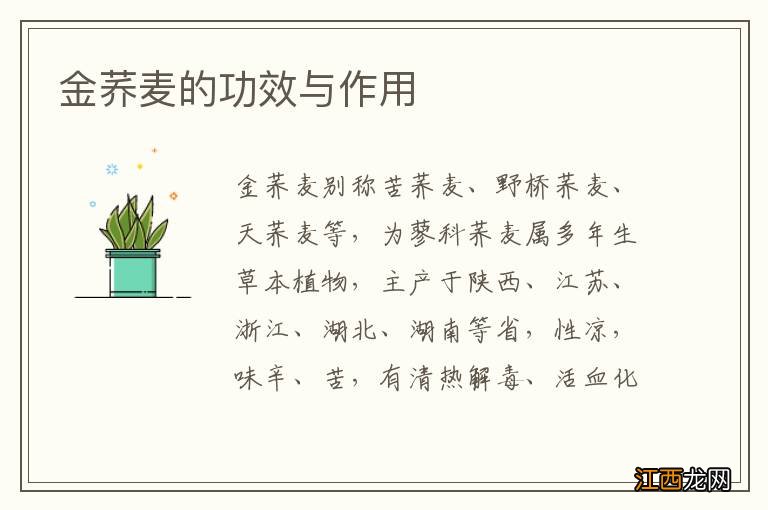 金荞麦的功效与作用