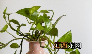 绿萝烂根的原因及处理方法图片 绿萝烂根的原因及处理方法