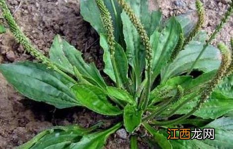 车前草能治尿道炎吗?