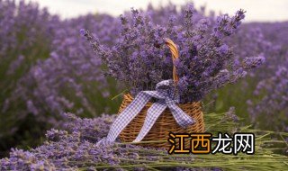 薰衣草在室内怎么养 薰衣草在室内怎么养殖