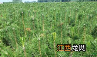 黑松种子种植方法繁殖 黑松种子种植