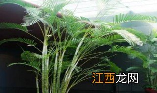 凤尾竹怎么种植和护理? 凤尾竹如何养护