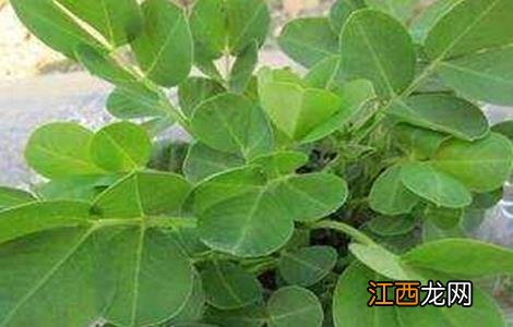 影响花生种子发芽因素有哪些