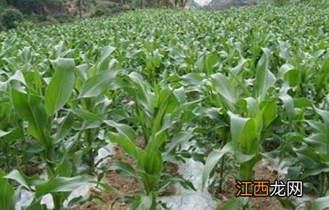 影响玉米产量的原因