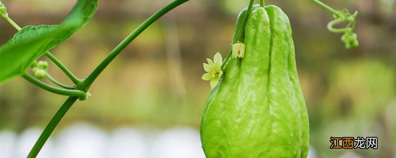 佛手瓜的种植方法 佛手瓜的种植方法和时间
