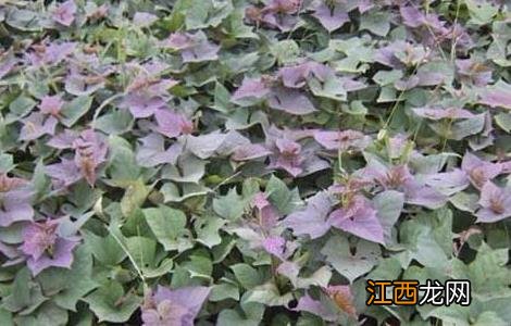 紫薯的种植时间