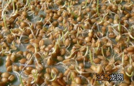 如何对小麦种子的优劣进行鉴别