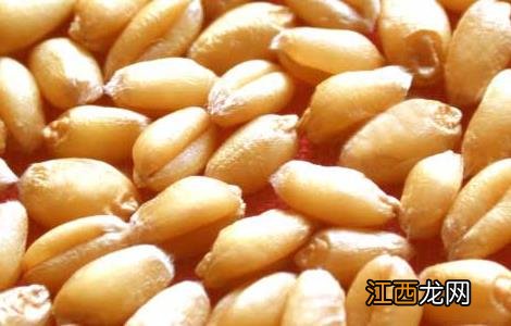 如何对小麦种子的优劣进行鉴别