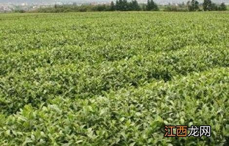 茶叶树种植技术