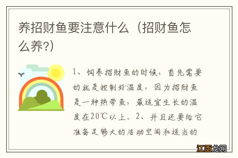 招财鱼怎么养? 养招财鱼要注意什么