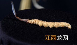 冬虫夏草在广东能种活吗 冬虫夏草能在南方种吗