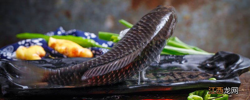 中科3号鲫鱼和中科5号鲫鱼区别