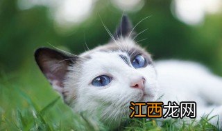 宠物猫有哪些品种 宠物猫有哪些