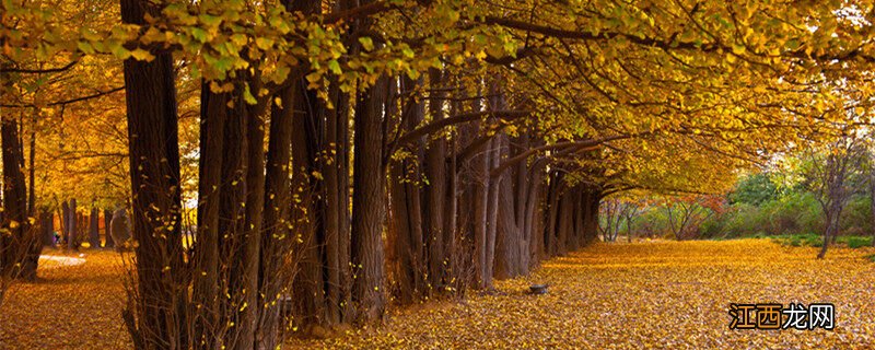 银杏树种植方法 银杏树种植方法和注意事项