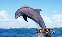 岸上怎么练海豚腿视频 岸上怎么练海豚腿