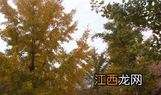 邳州银杏时光隧道什么时候去合适