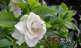 栀子花假植成功移栽注意事项 栀子花假植成功移栽注意