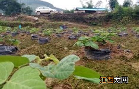 葛根的种植技术