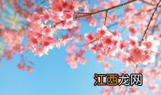 樱花代表什么含义 关于樱花的寓意介绍