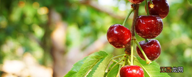 樱桃树长多高 一般樱桃树长多高