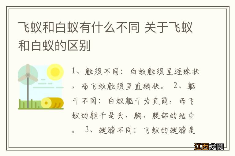 飞蚁和白蚁有什么不同 关于飞蚁和白蚁的区别