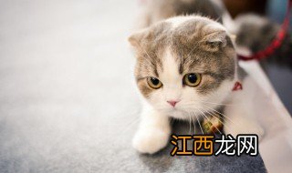 哪种安静猫适合家养的 哪种安静猫适合家养