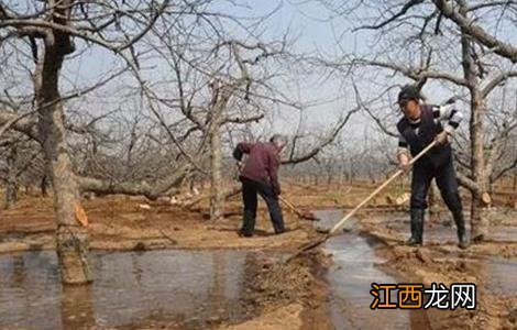 苹果园如何浇灌封冻水